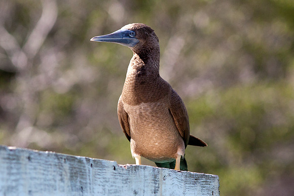 Brown Booby (Sula leucogaster)