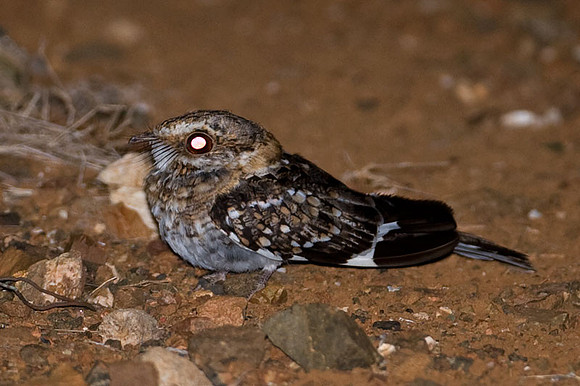 White-tailed Nightjar (Caprimulgus cayennensis)