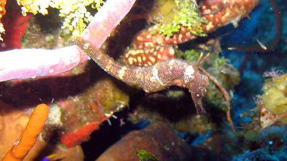 Seahorse (Hippocampus sp.)