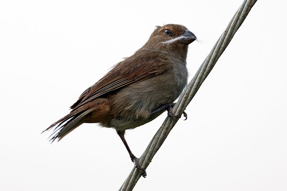 Lesser Antillean Bullfinch (Loxigilla noctis) female