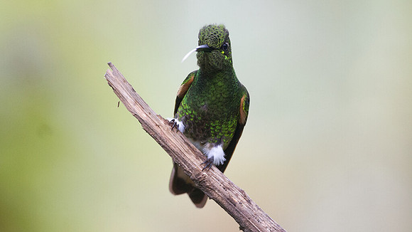 Buff-tailed Coronet (Boissonneaua flavescens)