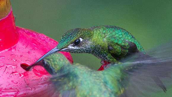 Violet-fronted Brilliant (Heliodoxa leadbeateri)