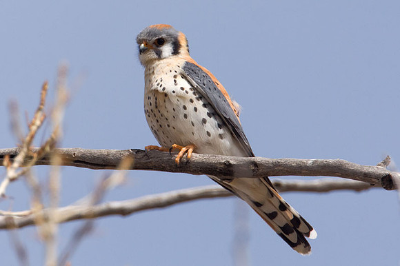American Kestrel (Falco sparverius)