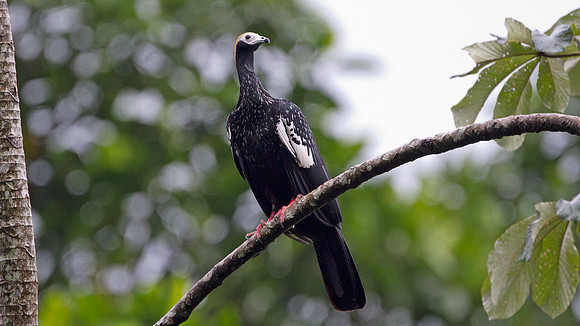 Blue-throated Piping Guan (Pipile cumanensis)