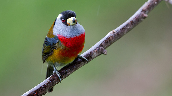 Toucan Barbet (Semnornis ramphastinus)