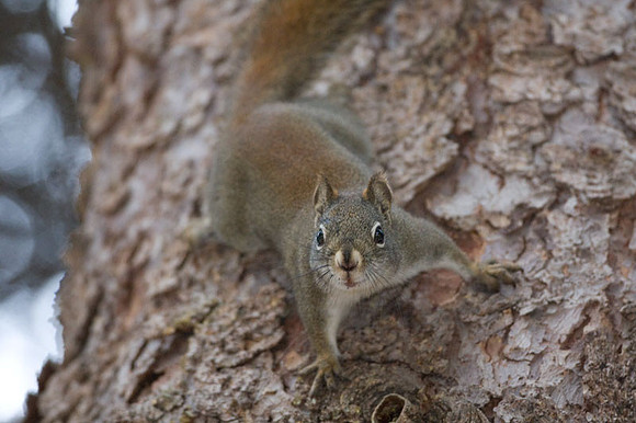 Grey Squirrel (Sciurus carolinensis)
