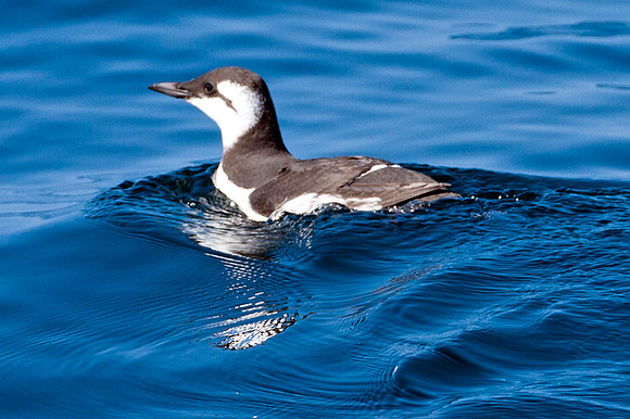 Common Murre or Common Guillemot (Uria aalge)