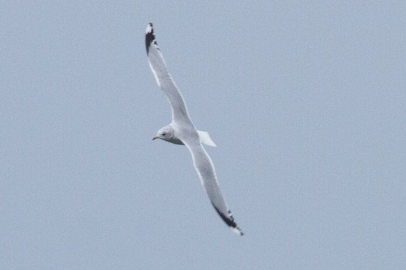 Common Gull (Larus canus)