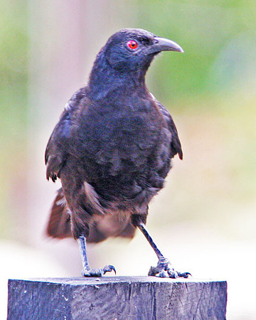 White-winged Chough (Corcorax melanorhamphos)
