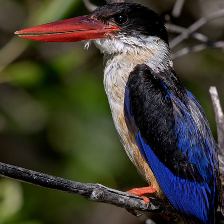 Black-capped kingfisher (Halcyon pileata)