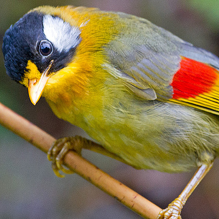 Silver-eared Mesia (Leiothrix argentauris)