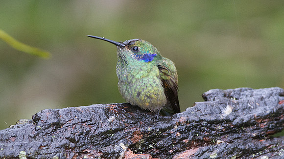 Green Violetear (Colibri thalassinus)