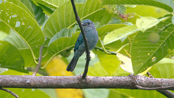 ?Maroon-breasted Philentoma (Philentoma velatum)? female