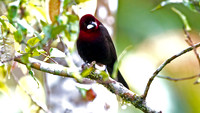 Silver-beaked Tanager (Ramphocelus carbo)