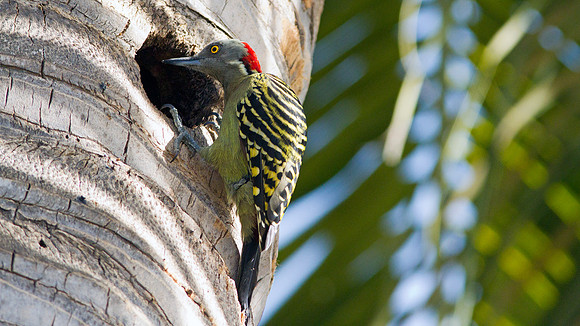 Hispaniolan Woodpecker (Melanerpes striatus)