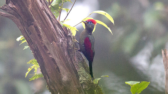 Crimson-winged woodpecker (Picus puniceus)