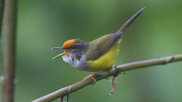 IMG_9409 Mountain tailorbird (Phyllergates cuculatus)