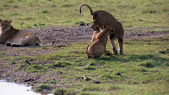 1988 Africa Lion cubs img453
