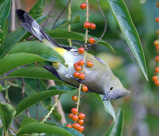 Long-tailed Silky-flycatcher (Ptilogonys caudatus) female