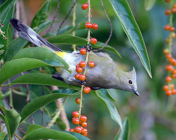Long-tailed Silky-flycatcher (Ptilogonys caudatus) female