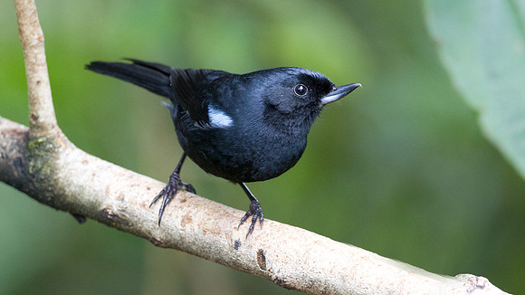 Glossy Flowerpiercer (Diglossa lafresnayii)