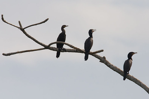 Neotropic Cormorant (Phalacrocorax brasilianus) also known as Olivaceous Cormorant