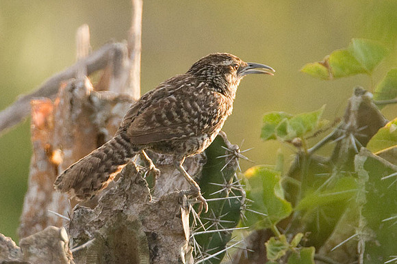 Yucatan Wren (Campylorhynchus yucatanicus)