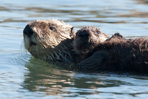 Sea Otter (Enhydra lutris)