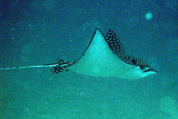 IMG_2171-eagleray