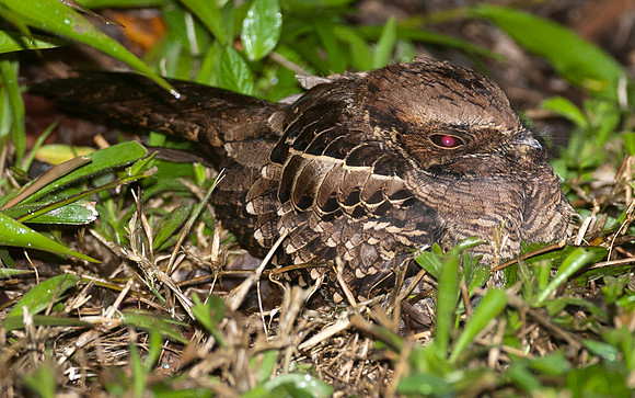 Common Pauraque (Nyctidromus albicollis)