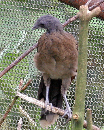 Grey-headed Chachalaca (Ortalis cinereiceps) captive