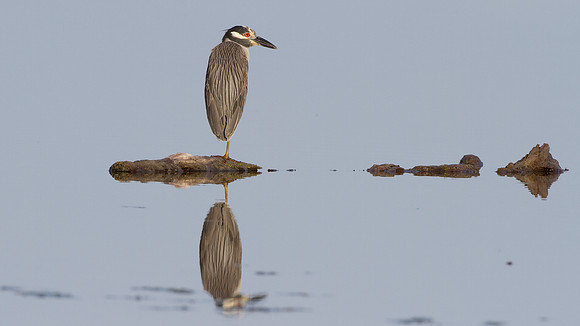 Yellow-crowned Night Heron (Nyctanassa violacea)