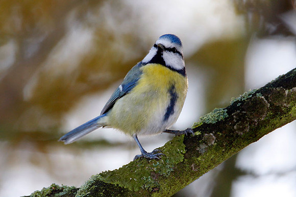 Blue Tit (Cyanistes caeruleus)