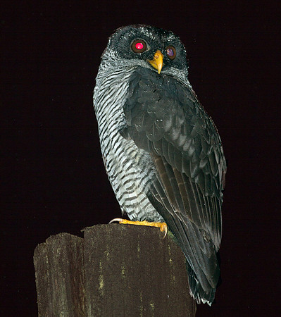 Black-and-white Owl (Strix nigrolineata)