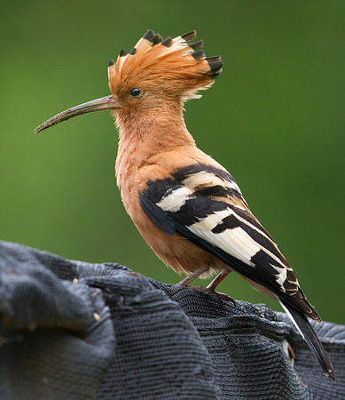 Hoopoe (Upupa epops)