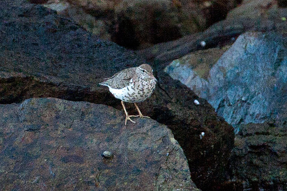 Spotted Sandpiper (Actitis macularius)