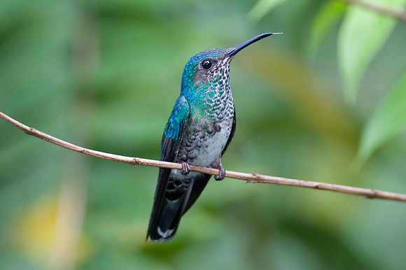 White-necked Jacobin (Florisuga mellivora) female