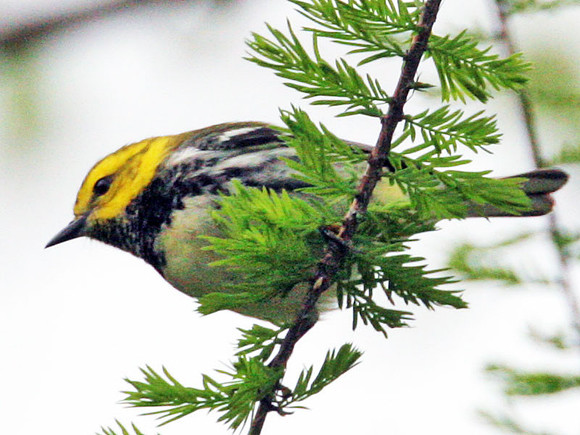 Black-throated Green Warbler (Dendroica virens)