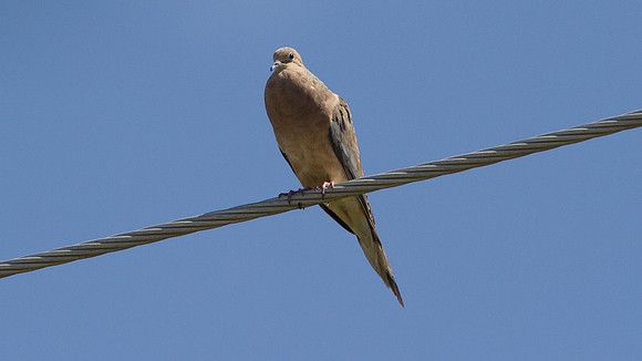 Mourning Dove (Zenaida macroura)