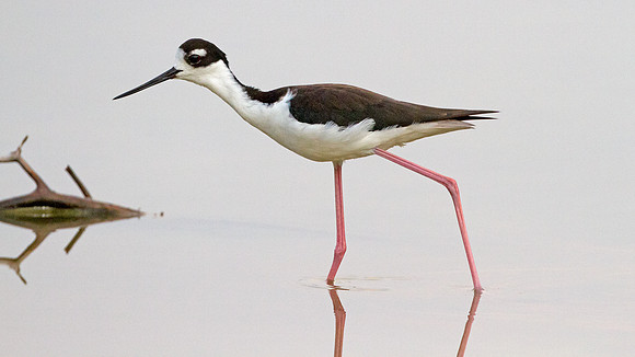 Black-necked Stilt (Himantopus mexicanus)