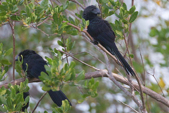 Smooth-billed Ani (Crotophaga ani)