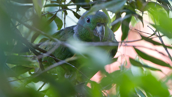 Scaly-naped Parrot (Amazona mercenaria)
