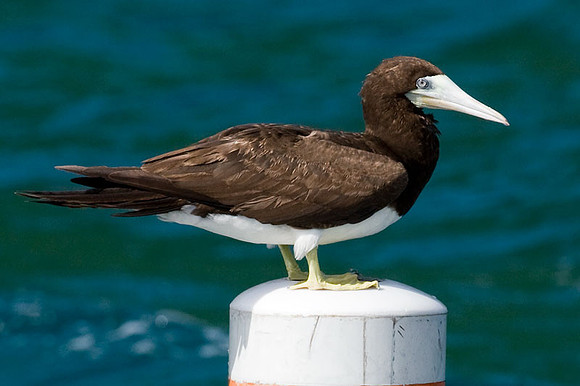 Brown Booby (Sula leucogaster)