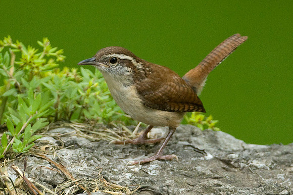 Carolina Wren (Thryothorus ludovicianus)