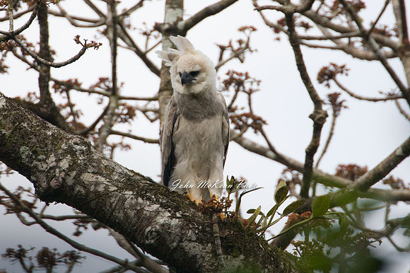 Harpy Eagle (Harpia harpyja)