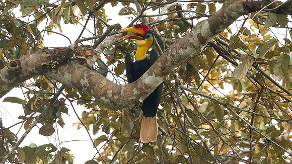 Wrinkled Hornbill (Aceros corrugatus)