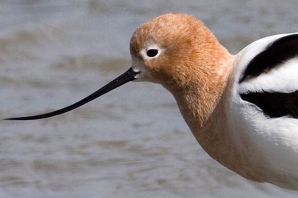 American Avocet (Recurvirostra americana)