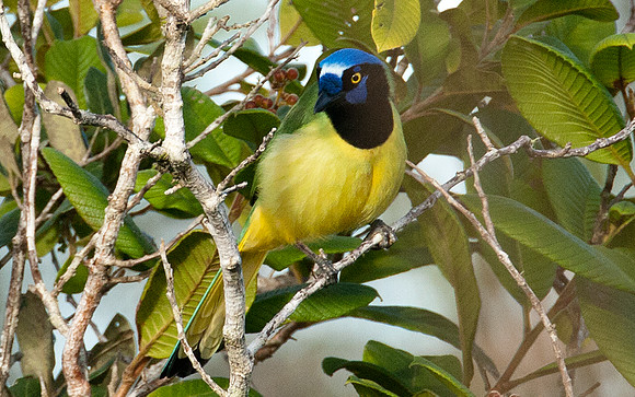 Green Jay (Cyanocorax yncas)