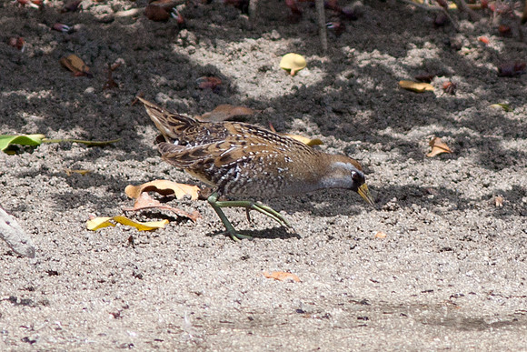 Sora (Porzana carolina)