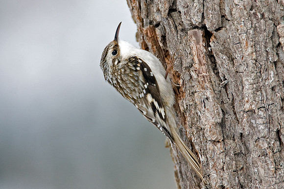 Brown Creeper (Certhia americana) also known as American Tree Creeper